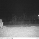 Imagen para el artículo titulado Instalan una cámara trampa para cazar un puma y fotografían dos gorilas, al bigfoot y a Santa Claus